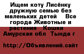 Ищем коту Лисёнку дружную семью без маленьких детей  - Все города Животные и растения » Кошки   . Амурская обл.,Тында г.